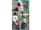 Adopt PAPA a American Staffordshire Terrier