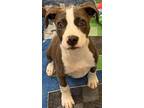 Adopt STEVIE a Pit Bull Terrier, Mixed Breed