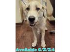 Adopt Dog Kennel #23 Tony a Great Pyrenees, Mixed Breed