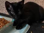 Adopt Stanley a Bombay, Domestic Short Hair