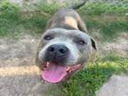 Adopt BIGGIE a Staffordshire Bull Terrier, Mixed Breed