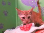Adopt SQUIRRELY a Domestic Short Hair