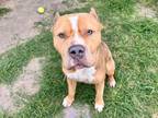 Adopt BAELFIRE a Staffordshire Bull Terrier, Mixed Breed