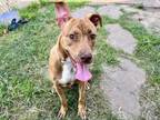 Adopt MIGUEL a Staffordshire Bull Terrier, Mixed Breed