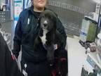 Adopt DENIS a Border Collie, Mixed Breed