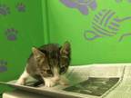 Adopt MICKY a Domestic Short Hair