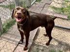 Adopt ROGER a German Shorthaired Pointer, Mixed Breed