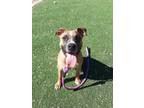 Adopt Ozzy a Pit Bull Terrier