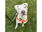 Adopt Colt a Pit Bull Terrier