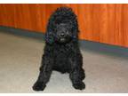 Adopt GIZMO a Poodle, Mixed Breed