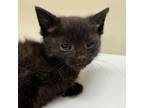 Adopt Mark Anthony a Domestic Short Hair
