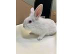 Adopt TENNANT a Bunny Rabbit