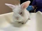 Adopt STORMAGEDDON a Bunny Rabbit
