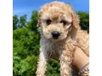Mutt Puppy for sale in Ewing, NJ, USA