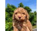 Mutt Puppy for sale in Ewing, NJ, USA