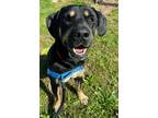 Adopt ROCKY a Rottweiler, Mixed Breed