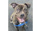 Adopt BONZY a Pit Bull Terrier, Mixed Breed