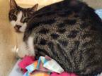 Adopt BARN CAT SCOOBY a Domestic Short Hair