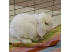Adopt Snowball a Holland Lop, Bunny Rabbit