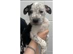 Adopt RugRats_Tommy a Mixed Breed