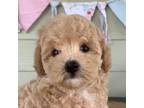 Maltipoo Puppy for sale in Sarcoxie, MO, USA