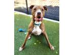 Adopt ABUELO a Pit Bull Terrier, Mixed Breed