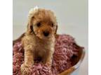 Cavapoo Puppy for sale in Snow Hill, NC, USA