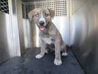 Adopt 86675 a Shepherd, Pit Bull Terrier