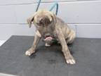 Adopt 86674 a Shepherd, Pit Bull Terrier