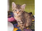 Adopt Johnny Castle a Domestic Short Hair