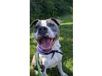 Adopt Sterling a Pit Bull Terrier, Mixed Breed