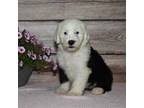Old English Sheepdog Puppy for sale in Fredericksburg, OH, USA