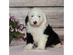 Old English Sheepdog Puppy for sale in Fredericksburg, OH, USA