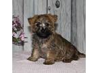 Cairn Terrier Puppy for sale in Fredericksburg, OH, USA