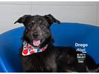 Adopt Drego a German Shepherd Dog, Border Collie