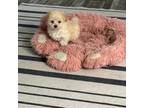 Maltipoo Puppy for sale in Wayland, NY, USA