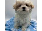 Maltipoo Puppy for sale in Wayland, NY, USA