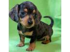 Dachshund Puppy for sale in Grovetown, GA, USA