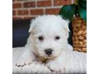 West Highland White Terrier Puppy for sale in Syracuse, IN, USA