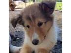 Shetland Sheepdog Puppy for sale in Waverly, VA, USA