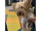 Adopt Nico a Yorkshire Terrier