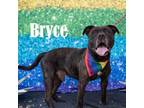 Adopt Bryce a Mixed Breed