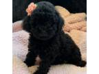 Shih-Poo Puppy for sale in Monee, IL, USA
