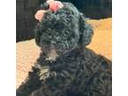 Shih-Poo Puppy for sale in Monee, IL, USA