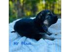 German Shepherd Dog Puppy for sale in Cloquet, MN, USA