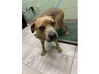 Adopt PICKLES a American Staffordshire Terrier, Mixed Breed