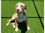 Adopt FRIES a American Staffordshire Terrier, Mixed Breed