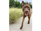 Adopt DIGERI a American Staffordshire Terrier, Mixed Breed