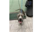 Adopt BLUE a American Staffordshire Terrier, Mixed Breed