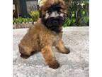 Soft Coated Wheaten Terrier Puppy for sale in Greenfield, IN, USA